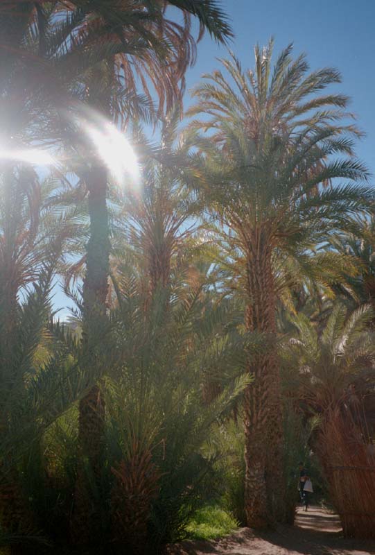 Dattelplamenhain bei Djanet, Algerien