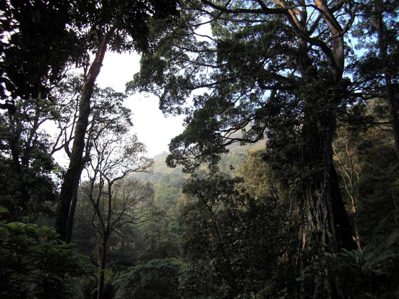 India - Kardamom-Hills